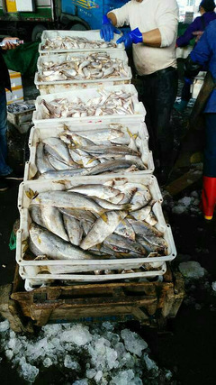 逛臺州水產品交易中心,看到的都是魚,聞到的都是魚腥味。